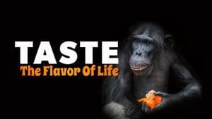 Taste: The Flavor of Life
